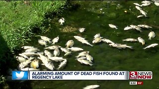 Fishy Situation at Regency Lake