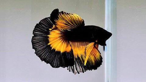 10 Most Beautiful Betta Fish in the World