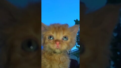 Cute Cats 😻#cats#cutecat#cutecatshorts#pets#cutepets#funnycats#viral#tiktok#viralvideo