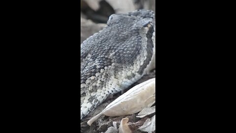 Western Diamondback Rattlesnake🐍Commotion In The Yard