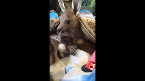 Baby kangaroo lovingly grooms her kitty cat best friend