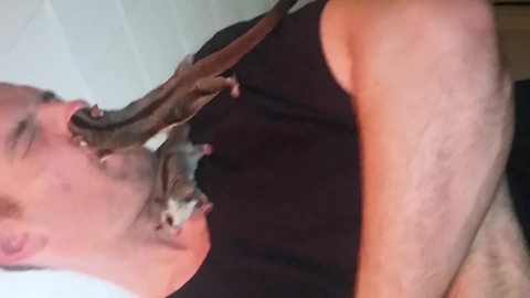 Funny Sugar Glider Tries To Climb Inside A Man's Nose