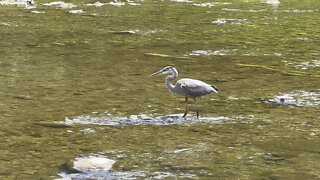 Great Blue Heron fledgling closeup