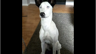 Disciplined dog shows great patience for treat