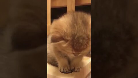 gemoy banget kucingnya ngantuk | cute cat