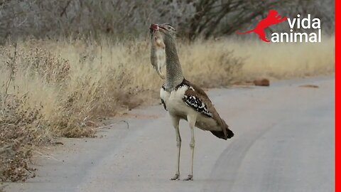 ABERTADA DE KORI CAPTUROU UMA LEBRE? - VIDA ANIMAL