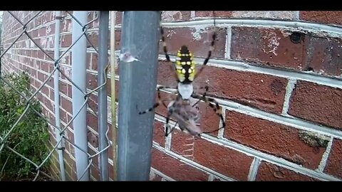 Large spider catching and wrapping prey in web.