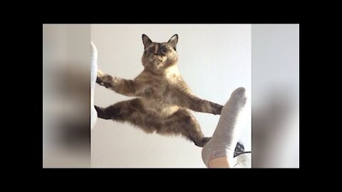 HILARIOUS cute cat So Funny