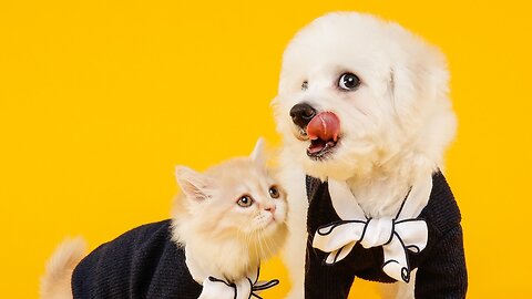 🐱 "Unlikely Friends: Heartwarming Friendship Between Cats and Dogs" 🐱🐶