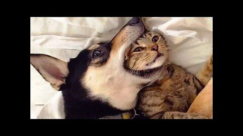 Funny Animal Videos 2022 😂 - Best Dogs And Cats Videos 😺😍