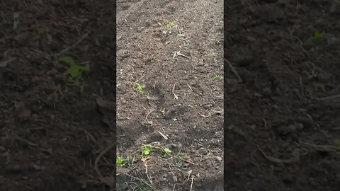 A little tilling with the beast you better hold on right to this one #gardening #garlic #homestead