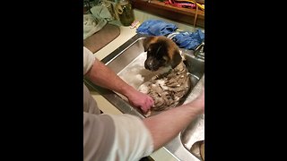 Lazy puppy bath