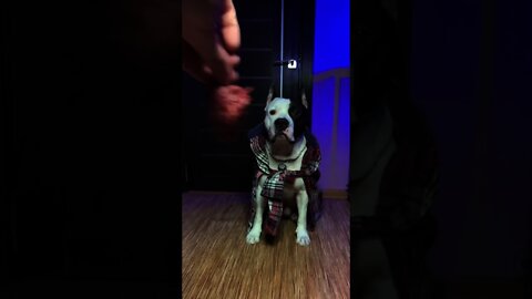 #shorts Смешные Собаки Из Тик Тока 170 Funny Dogs From Tiktok