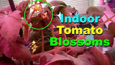 No. 599 – Indoor Garden Update – Replacement Tomato And Blossoms