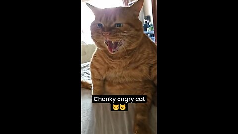 Chonky angry cat 😾😹