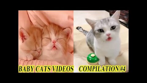 Baby Cats Videos - Cute Pets And Funny Animals Compilation