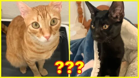 Big Announcement! New Kitten Arrives! [Preparing For New Kitten]