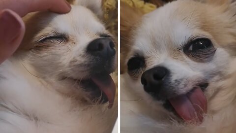 Pampered pooch is loving her head massage