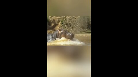 crocodile vs hippo fight