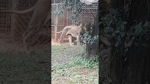 savannah lions #relaxing #lions #nature #travel #wildlife #viral #animals #love #cat#short