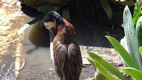 CatTV: Brown bird cleaning