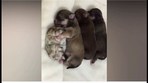 These three cute little puppies can't sleep without her kitty sister...AWWWW..