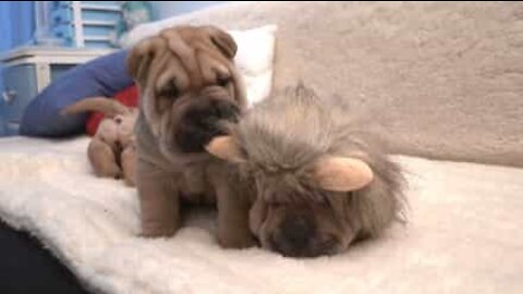 Cucciolo di shar pei cerca di svegliare il suo amico leoncino