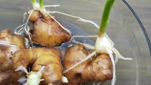 How to grow ginger, garlic, lemongrass at home