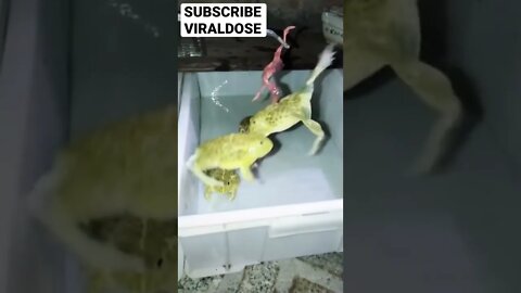 AMAZING FROG LEAP