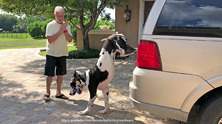 Great Dane needs to work on his grocery delivery skills