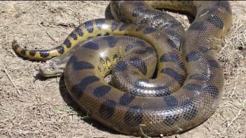 Massive anaconda attacks pickup truck