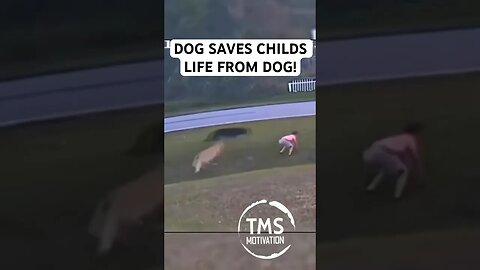 DOG SAVES CHILDS LIFE FROM DOG!