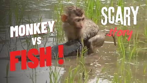 Monkey VS Fish | Ever seen a monkey get eaten by a fish?