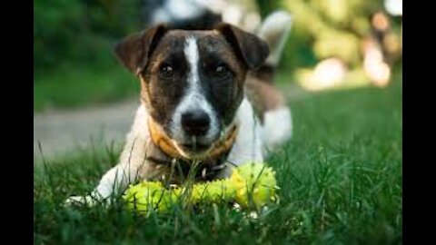 How To Make Homemade Dog Treats