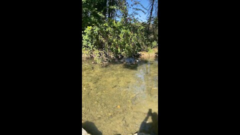 Ducks Swimming Peaceful