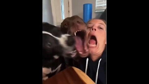 Cats & Dogs Trying To Be Cute & Funny | #1 | April | Funny | Comedy |