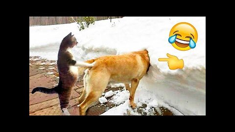 Cute funny animal videos for you to watch -2024