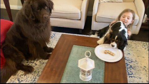 Christmas treat extravaganza for Newfie and Cavalier puppy