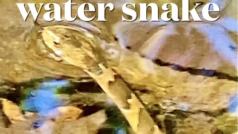 Water Snake