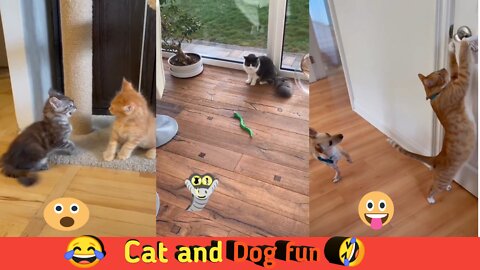 🤣🤣Cute Cat 🐱and Dog🐕 funny video😂🤣