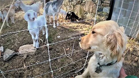 Teaching My Puppy the Farm Chores