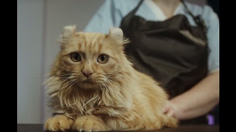 Cute cat curious about camera