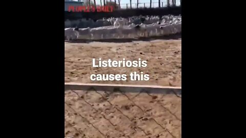 Sheep Circling for 12 days is a Disease called Listeriosis