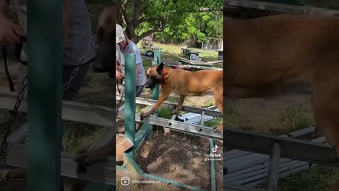 Storm crossing the wobble ladder on chains #malinoislovers