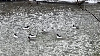 American Mergansers free for all