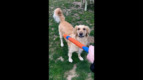 Golden Retriever playing with toy