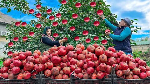 100 KG Pomegranate Harvest: The SECRET of keeping it fresh for a long time! TRIED RECIPE!