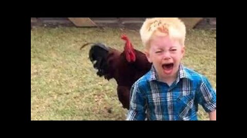 Funny Roosters Chasing Kids