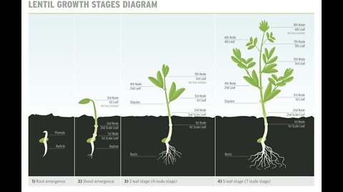 Growing Red Lentils Time-Lapse