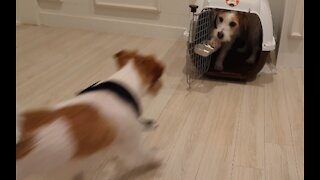 Jack Russell trained to go inside his cage and shut the door